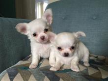 Puppies for sale chihuahua - Canada, Yukon