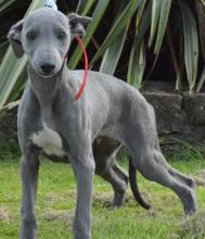 Puppies for sale , whippet - Greece, Athens. Price 11 €