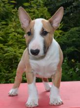 Puppies for sale bull terrier - Canada, Alberta, Edmonton. Price 10 $