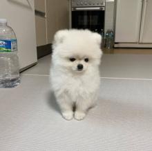 Puppies for sale pomeranian spitz - Poland, Vydgosh