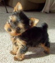 Puppies for sale yorkshire terrier - Cyprus, Nicosia