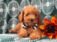 Puppies for sale toy-poodle - Latvia, Aizkraukle