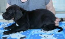 Puppies for sale other breed - Cyprus, Paphos