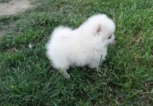 Puppies for sale pomeranian spitz - Denmark, Aalborg