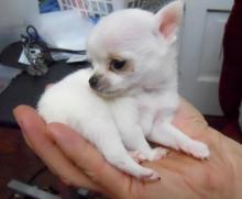 Puppies for sale chihuahua - Cyprus, Nicosia