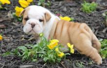 Puppies for sale english bulldog - Cyprus, Protaras