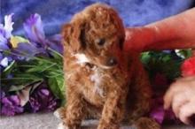 Puppies for sale toy-poodle - Finland, Turks