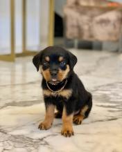 Puppies for sale rottweiler - Bulgaria, Sofia