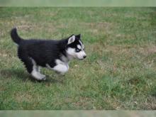 Puppies for sale , husky - Romania, Dirlosh