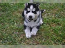 Puppies for sale , husky - Slovakia, Luhacovice