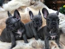 Puppies for sale french bulldog - Russia, Novosibirsk