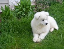 Puppies for sale samoyed dog (samoyed) - Cyprus, Paphos