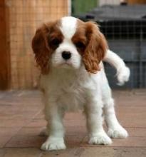 Puppies for sale king charles spaniel - Cyprus, Limassol