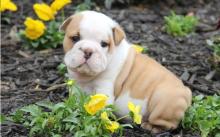 Puppies for sale english bulldog - Lithuania, Kupiskis