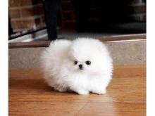 Puppies for sale pomeranian spitz - Sweden, Lulea