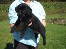 Puppies for sale labrador - Kyrgyzstan, Bishkek