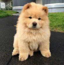 Puppies for sale chow chow - Canada, Quebec, Quebec City