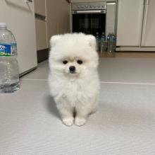 Puppies for sale pomeranian spitz - Sweden, Lulea