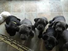 Puppies for sale other breed - Ireland, Cork