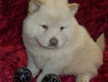 Puppies for sale chow chow - Cyprus, Paphos