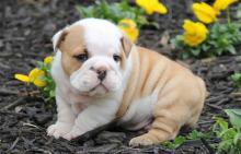 Puppies for sale english bulldog - Poland, Opole