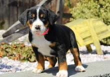Puppies for sale great swiss mountain dog - Belgium, Brussels