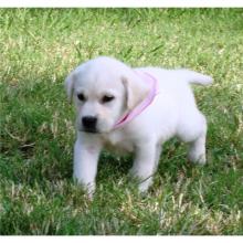 Puppies for sale labrador - Estonia, Kohtla-Jarve