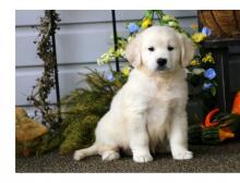 Puppies for sale golden retriever - Cyprus, Nicosia