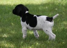Puppies for sale german shorthaired pointing dog - Belgium, Brussels