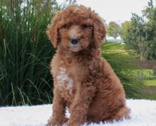 Puppies for sale poodle - Moldova, Balti