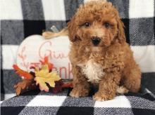 Puppies for sale toy-poodle - Poland, Bedzin