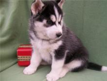 Puppies for sale haski, siberian husky - Cyprus, Limassol