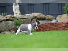 Puppies for sale french bulldog - Greece, Larissa