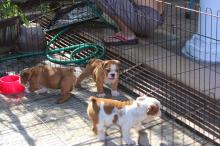 Puppies for sale english bulldog - Belgium, Bruges