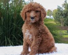 Puppies for sale toy-poodle - Portugal, SetГєbal