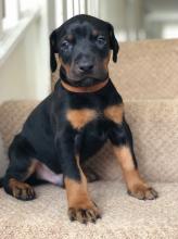 Puppies for sale doberman - Cyprus, Protaras