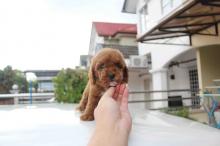 Puppies for sale toy-poodle - Germany, Baden-Baden