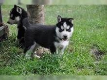 Puppies for sale , husky - Denmark, Aalborg