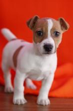 Puppies for sale jack russell terrier - Cyprus, Protaras