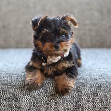 Puppies for sale yorkshire terrier - USA, California, Los Angeles