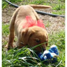 Lost dog labrador - Poland, Chorzow