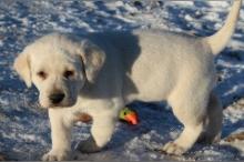 Puppies for sale labrador - Cyprus, Paphos