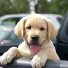 Puppies for sale labrador retriever - Ireland, Cork