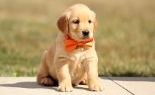 Puppies for sale golden retriever - Turkmenistan, Turkmenabad