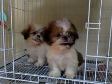 Puppies for sale shih tzu - Romania, Constanta