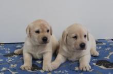 Puppies for sale labrador - Spain, Barcelona. Price 250 €