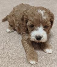 Puppies for sale , cavachon - Kazakhstan, Rudni