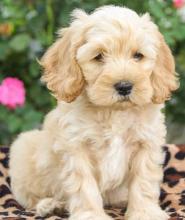 Puppies for sale ,  cockapoo - Uzbekistan, Bukhara