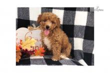 Puppies for sale poodle - Poland, Opole