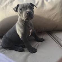 Puppies for sale staffordshire bull terrier - United Kingdom, Colchester